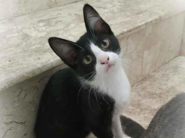 Gato ra a srd idade 2 a 6 meses nome Janjão