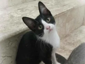 Gato raça srd idade 2 a 6 meses nome Janjão