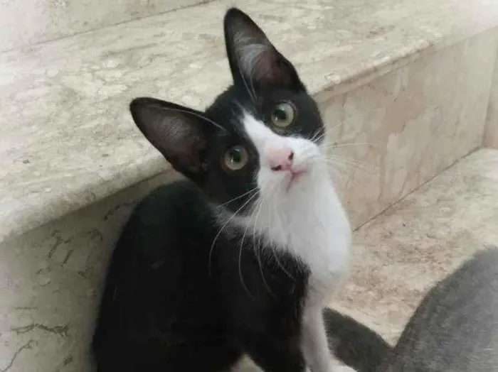 Gato ra a srd idade 2 a 6 meses nome Janjão