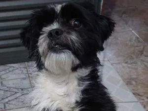 Cachorro raça Shitzu idade 2 anos nome Lipe