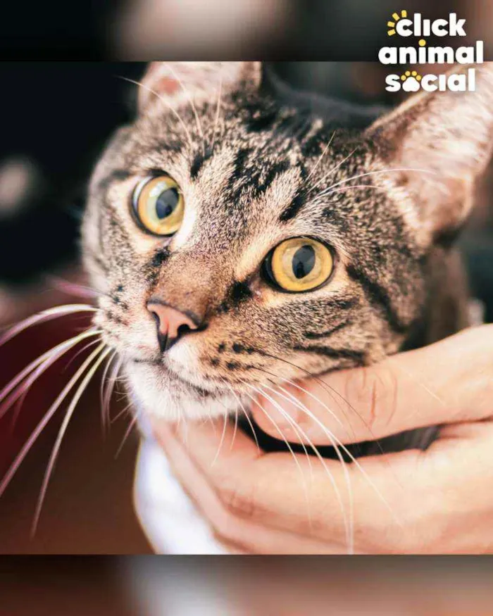 Gato ra a SRD idade 3 anos nome Farinhya