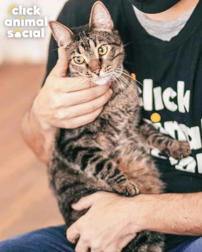 Gato ra a SRD idade 3 anos nome Farinhya