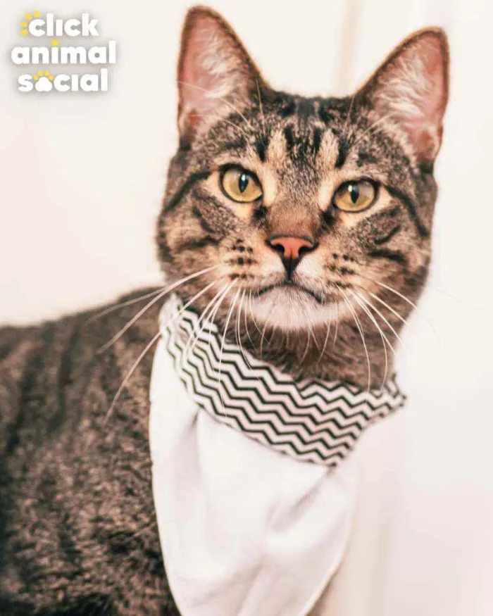 Gato ra a SRD idade 3 anos nome Farinhya