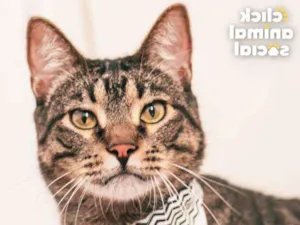 Gato raça SRD idade 3 anos nome Farinhya