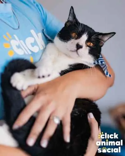 Gato ra a SRD idade 1 ano nome Theo