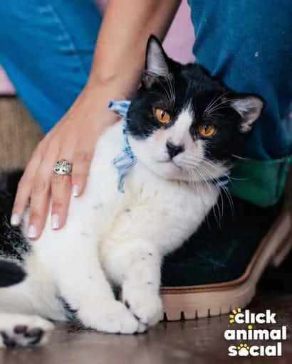 Gato ra a SRD idade 1 ano nome Theo