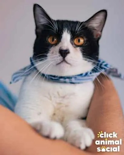 Gato ra a SRD idade 1 ano nome Theo