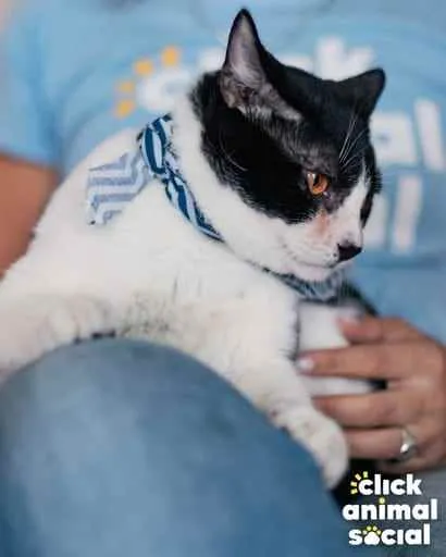 Gato ra a SRD idade 1 ano nome Theo