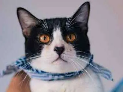 Gato ra a SRD idade 1 ano nome Theo