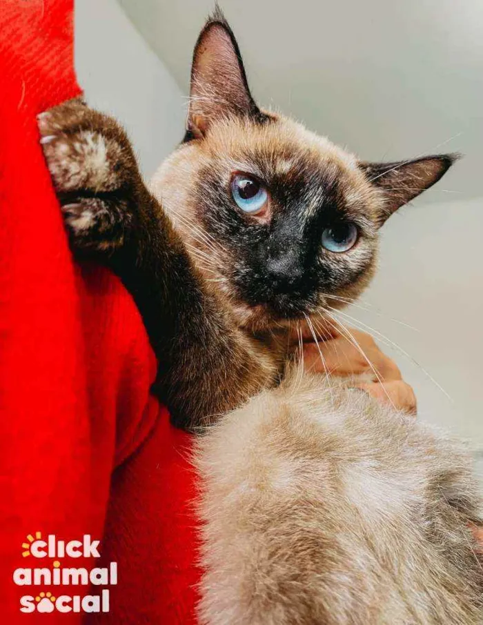 Gato ra a SRD idade 1 ano nome Rosa