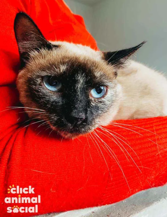 Gato ra a SRD idade 1 ano nome Rosa