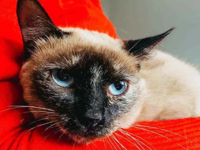 Gato ra a SRD idade 1 ano nome Rosa