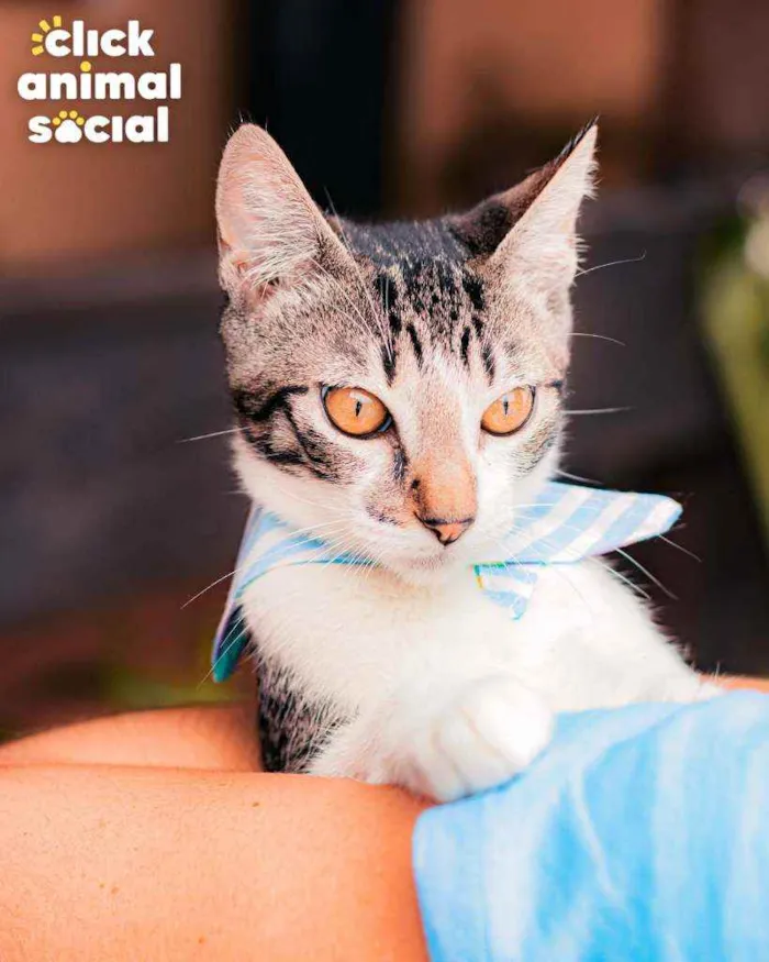 Gato ra a SRD idade 7 a 11 meses nome Argos
