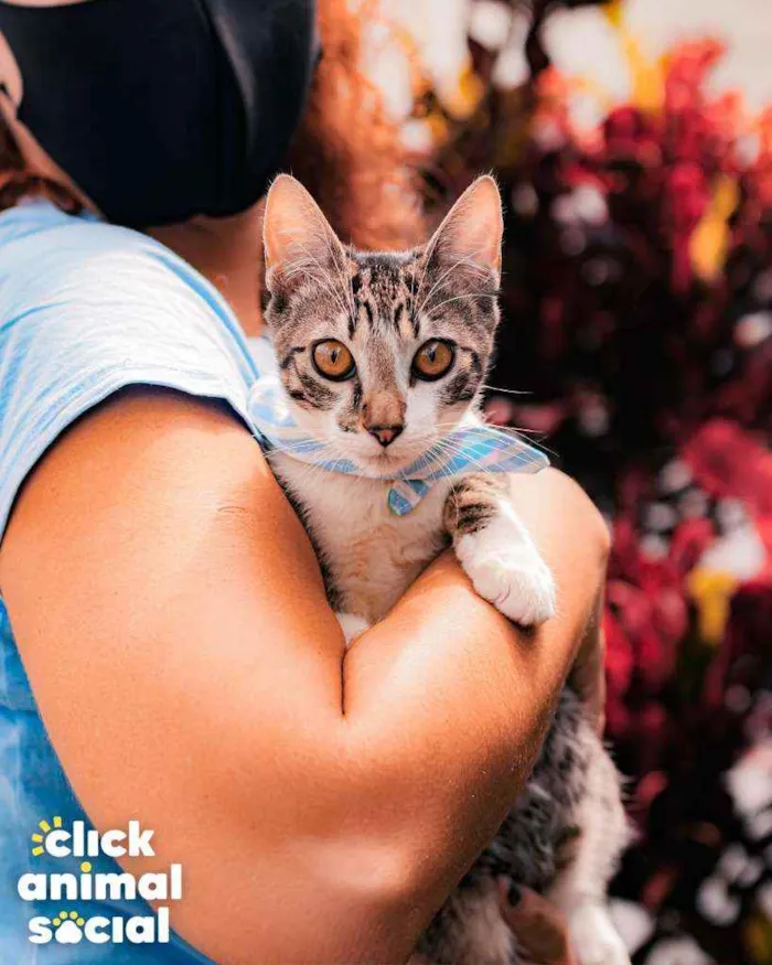 Gato ra a SRD idade 7 a 11 meses nome Argos
