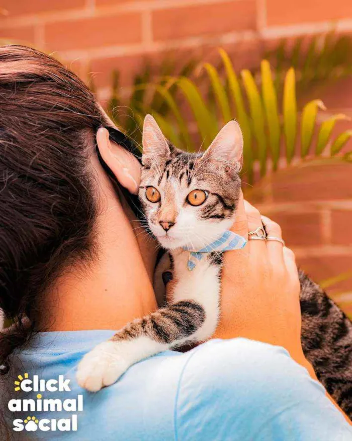 Gato ra a SRD idade 7 a 11 meses nome Argos