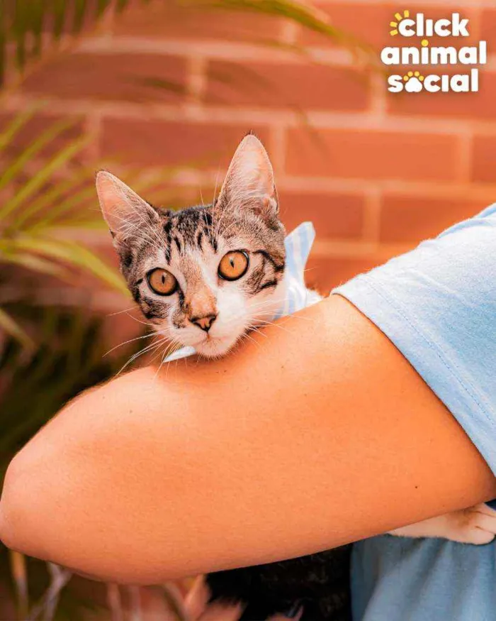 Gato ra a SRD idade 7 a 11 meses nome Argos