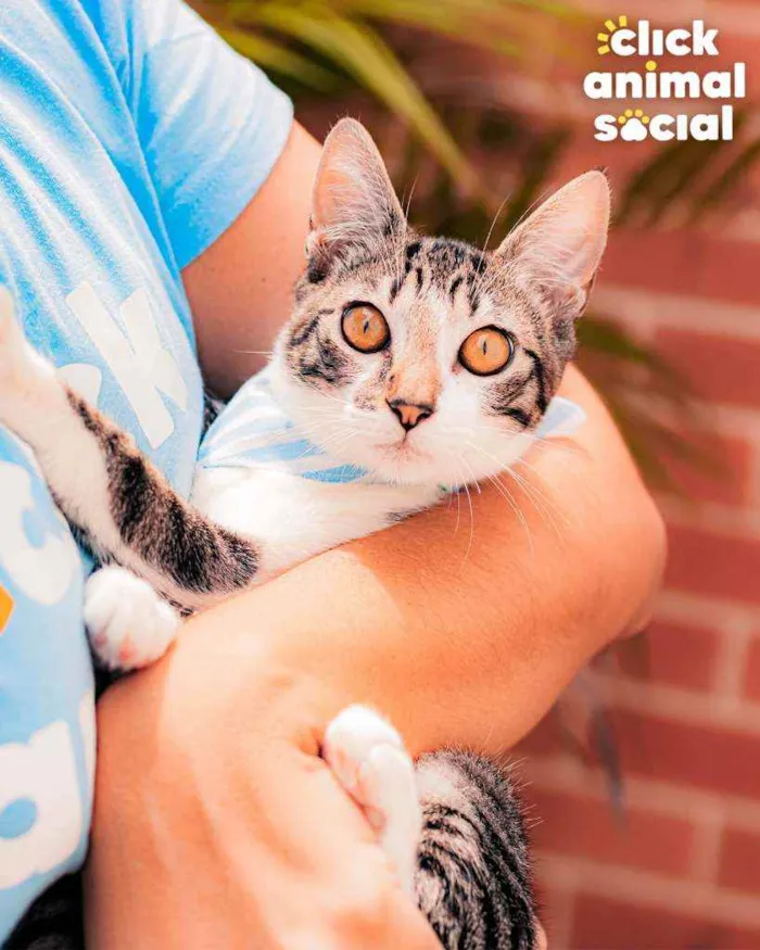 Gato ra a SRD idade 7 a 11 meses nome Argos