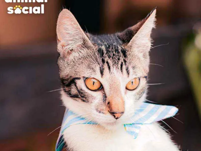 Gato ra a SRD idade 7 a 11 meses nome Argos