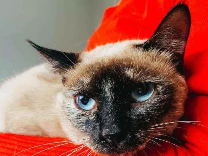 Gato ra a SRD idade 1 ano nome Rosa