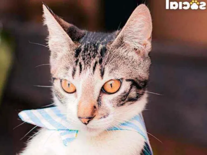 Gato ra a SRD idade 7 a 11 meses nome Argos