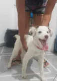 Cachorro raça Srd idade 2 a 6 meses nome Bolt