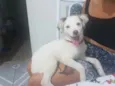 Cachorro raça Srd idade 2 a 6 meses nome Bolt