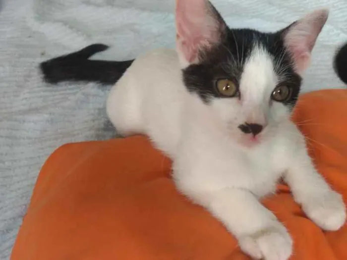 Gato raça SRD idade 2 a 6 meses nome Célia