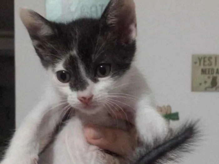 Gato raça SRD idade 2 a 6 meses nome Boo