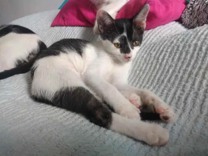 Gato raça SRD idade 2 a 6 meses nome Boo