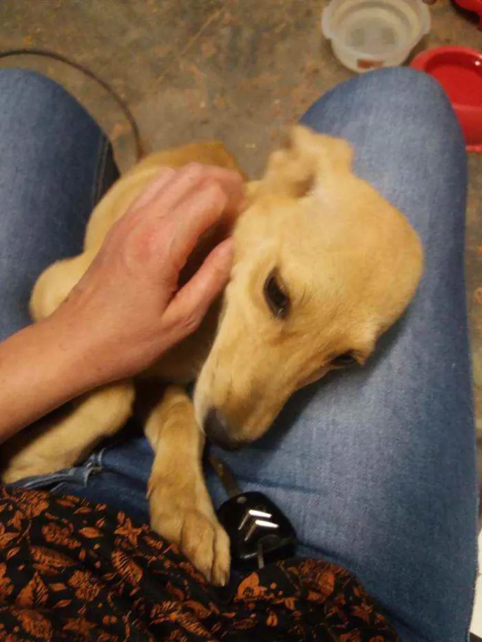 Cachorro raça Srd idade 7 a 11 meses nome Natalia
