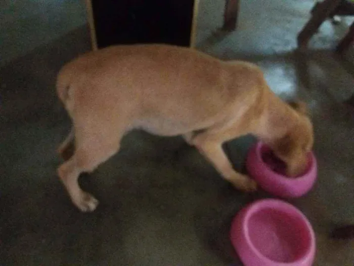 Cachorro raça Srd idade 7 a 11 meses nome Natalia