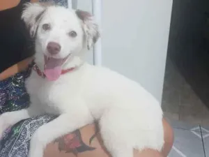 Cachorro raça Srd idade 2 a 6 meses nome Bolt