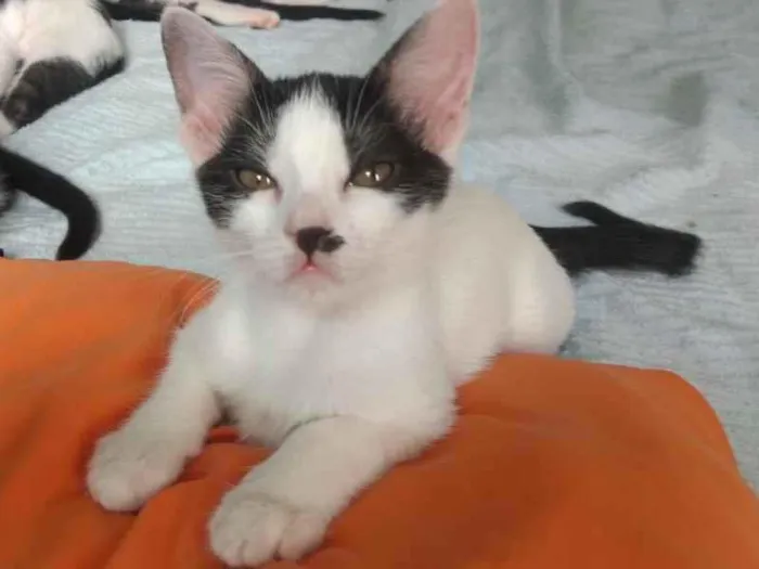 Gato raça SRD idade 2 a 6 meses nome Célia