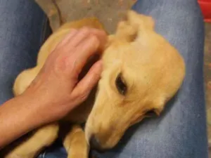 Cachorro raça Srd idade 7 a 11 meses nome Natalia