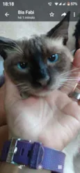 Miau