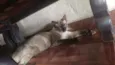 Miau