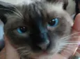Miau