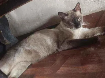 Gato raça Siamês idade 2 anos nome Miau