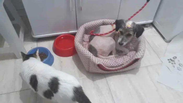 Cachorro raça Srd idade 1 ano nome Pink