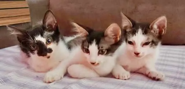 Gato raça Mesticos  idade 2 a 6 meses nome Chico, Pingo e Theo 