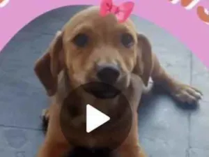 Cachorro raça Mestiça  idade 2 a 6 meses nome Mina 