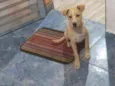 Tapioca