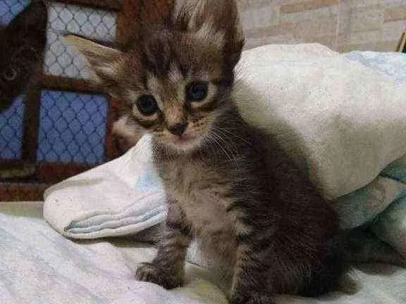 Gato raça  idade Abaixo de 2 meses nome .