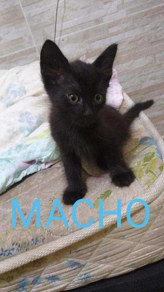 Gato raça  idade Abaixo de 2 meses nome .