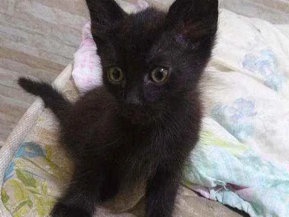 Gato raça  idade Abaixo de 2 meses nome .