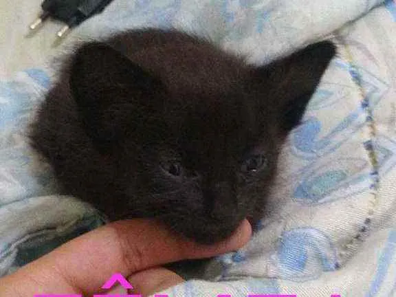 Gato raça  idade Abaixo de 2 meses nome . 