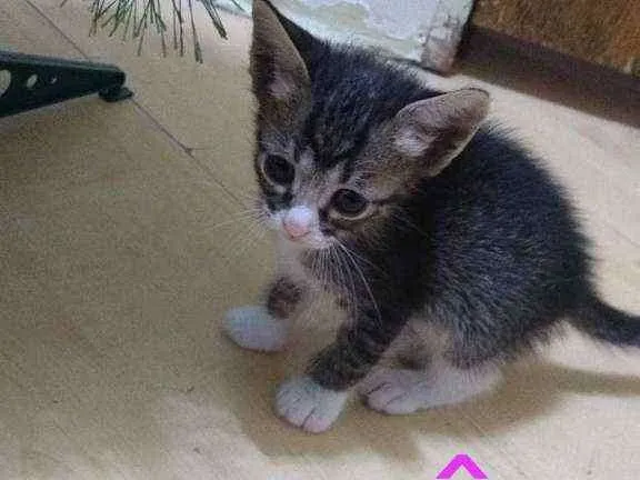 Gato raça  idade Abaixo de 2 meses nome .