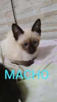 Gato raça siamês idade 2 a 6 meses nome .