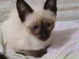 Gato raça siamês idade 2 a 6 meses nome .