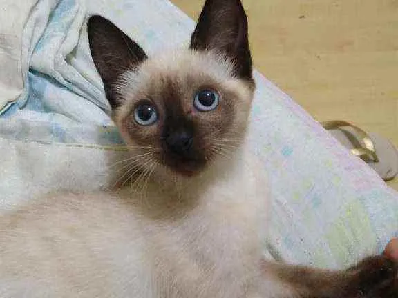 Gato raça siamês idade 2 a 6 meses nome .